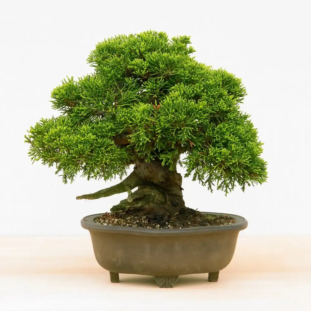 Un arbre bonsaï vert luxuriant et vibrant, avec un feuillage dense et un tronc noueux, repose élégamment dans un pot en céramique gris mat.