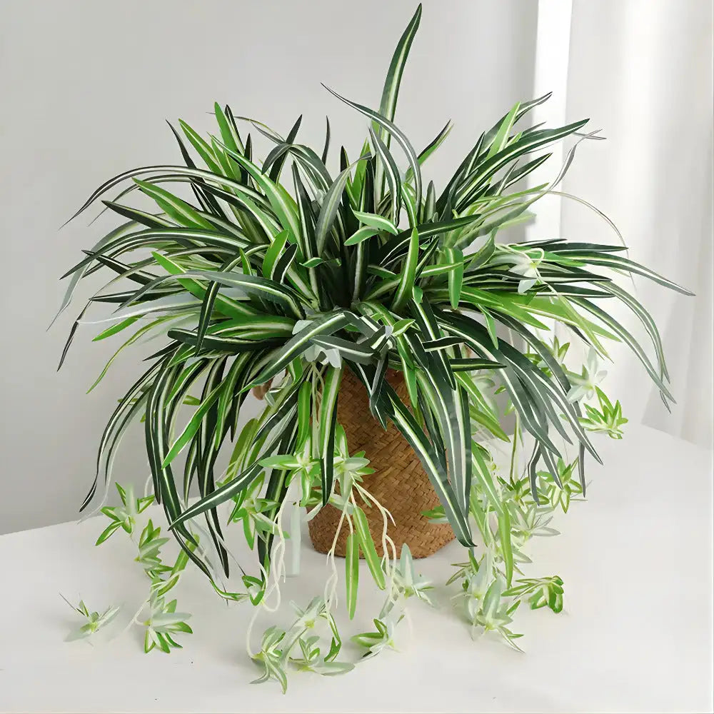 Chlorophytum panaché luxuriant vert et blanc dans un pot tissé marron.