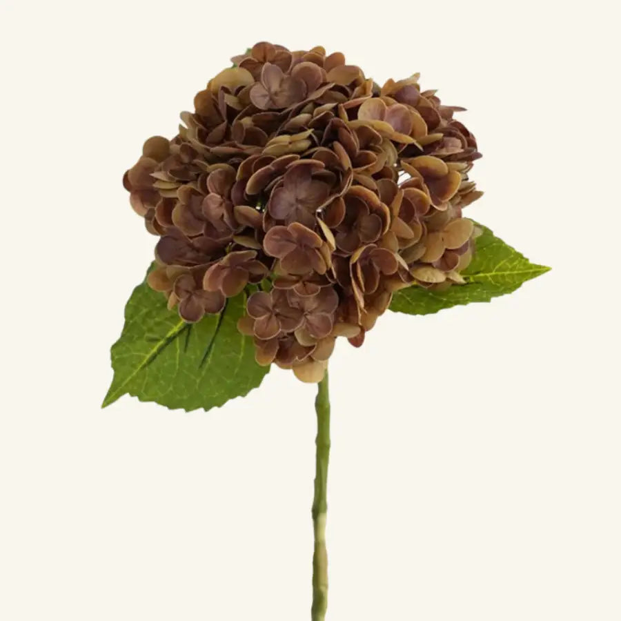 Fleur Hortensia Marron : hortensia séchée brune avec feuilles vertes