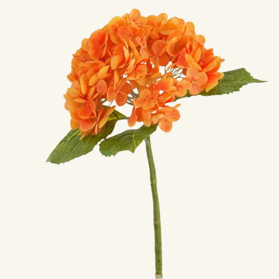 Fleur d’hortensia orange vibrante avec feuilles vertes luxuriantes
