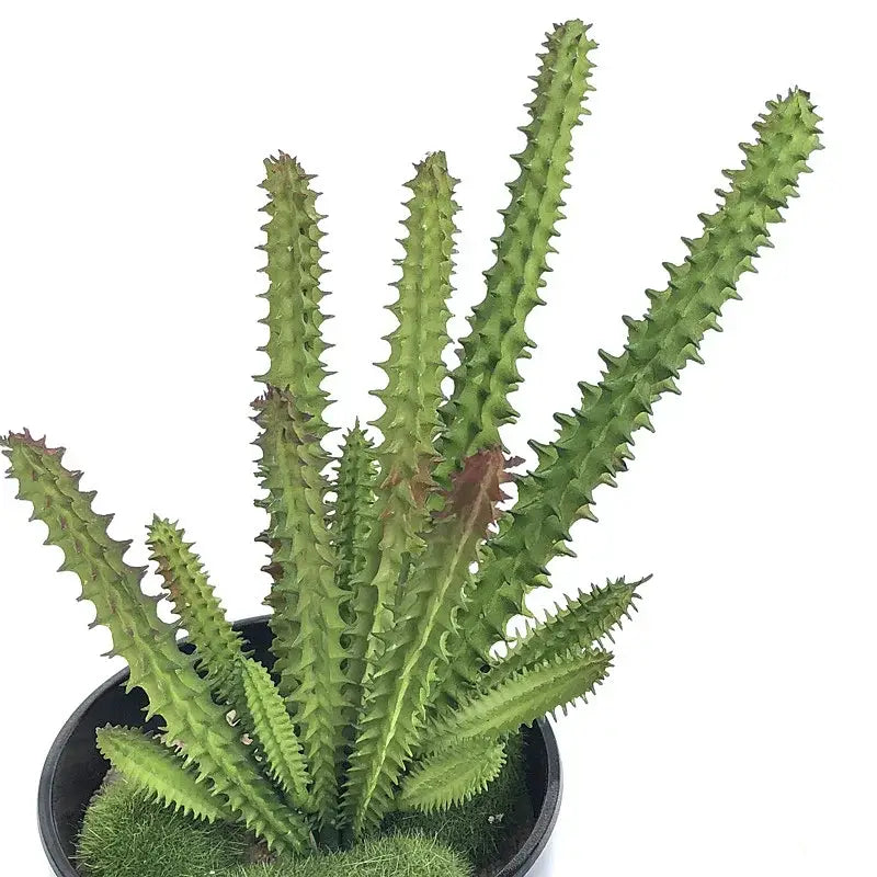 Petit cactus artificiel vert épineux aux tiges dentelées et pointes rougeâtres