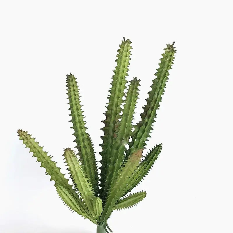 Petit cactus artificiel vert vif, épineux avec tiges dressées et bords dentelés
