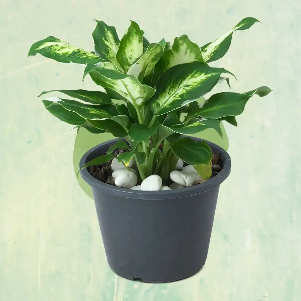 Une plante dieffenbachia en pot avec de larges feuilles variegées présentant des motifs verts et blanc crème, nichée dans un pot en plastique gris foncé rempli de terre et de petits cailloux blancs.