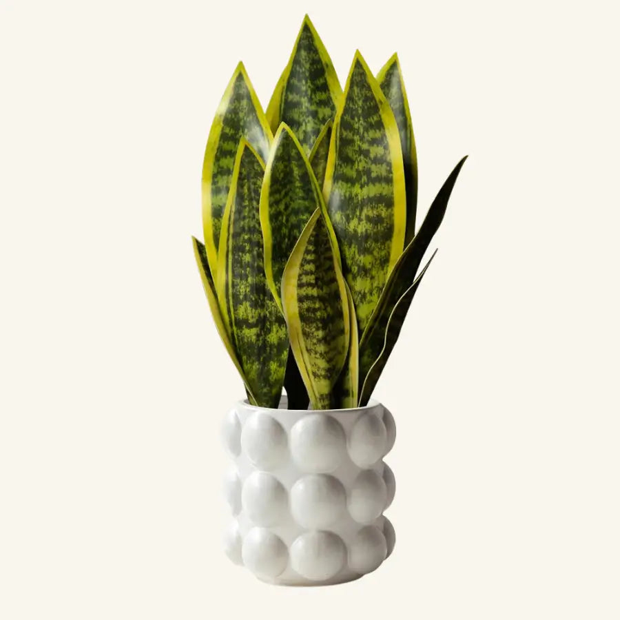 Sansevieria artificielle rayée verte et jaune en pot céramique blanc texturé