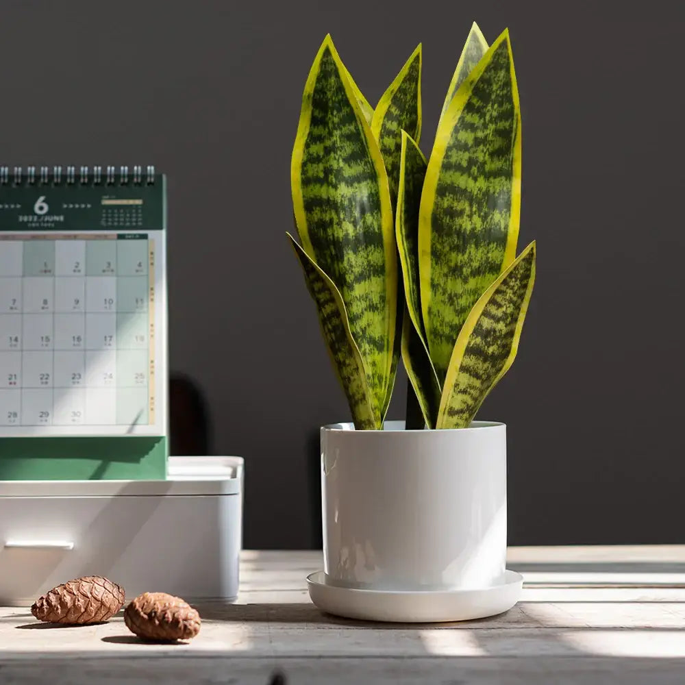 Sansevieria artificielle verte et jaune rayée en pot blanc céramique