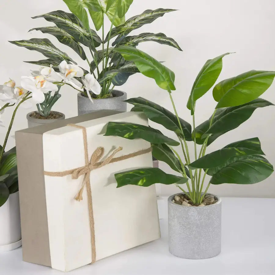 Boîte cadeau beige avec nœud en ficelle naturelle, Syngonium Artificiel